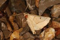 Crocallis elinguaria