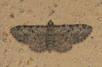 Eupithecia semigraphata