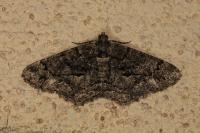 Peribatodes ilicaria ilicaria