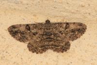 Peribatodes rhomboidaria rhomboidaria