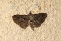 Eupithecia oxycedrata