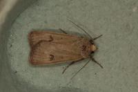 Agrotis trux