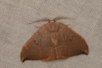 Watsonalla uncinula