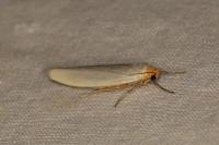 Eilema caniola