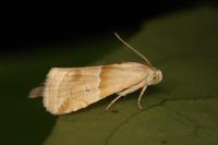 Eublemma parva