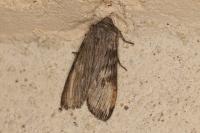 Scotochrosta pulla