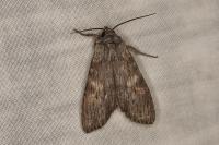 Scotochrosta pulla