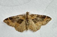 Xanthorhoe ferrugata