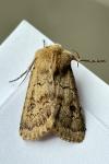 Agrotis cinerea