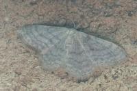 Idaea subsericeata