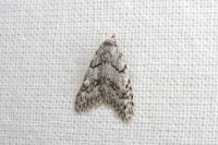 Nola cicatricalis