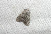 Nola confusalis