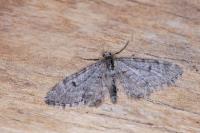 Eupithecia indigata