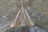 Crambus pascuella