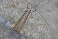 Crambus pascuella