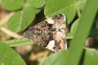 Tyta luctuosa