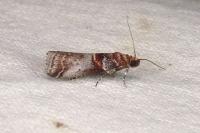Acrobasis advenella