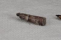 Acrobasis consociella