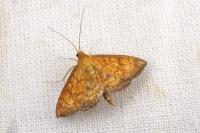 Ecpyrrhorrhoe rubiginalis