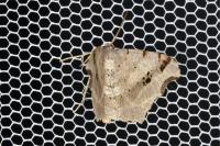 Macaria alternata