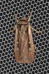 Ochropleura plecta