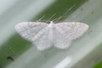 Asthena albulata
