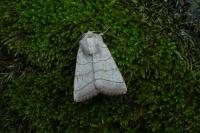 Charanyca trigrammica