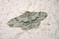 Ascotis selenaria