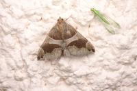 Dysgonia algira