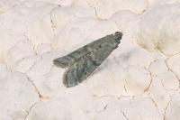 Ephestia woodiella/parasitella/elutella