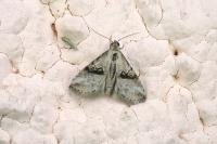 Zebeeba falsalis