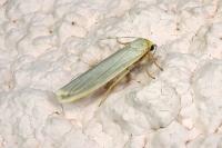Eilema caniola