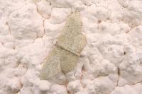 Idaea eugeniata