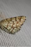 Chiasmia clathrata