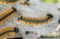 Malacosoma neustria