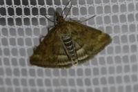 Pyrausta despicata