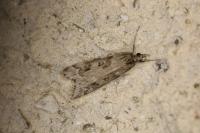 Eudonia angustea