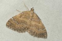 Camptogramma bilineata