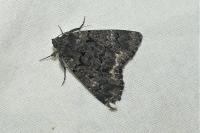 Catephia alchymista
