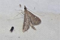 Dolicharthria punctalis