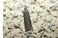 Lamoria anella