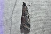 Alophia combustella