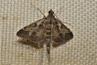Duponchelia fovealis