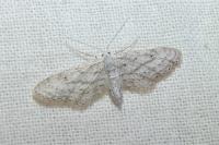 Idaea longaria