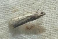 Phycitodes