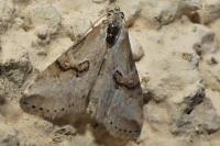 Zebeeba falsalis