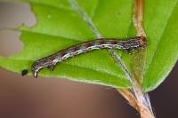 Erannis defoliaria