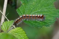 Lasiocampa quercus quercus