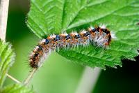 Lasiocampa quercus quercus