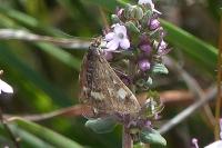 Pyrausta aurata